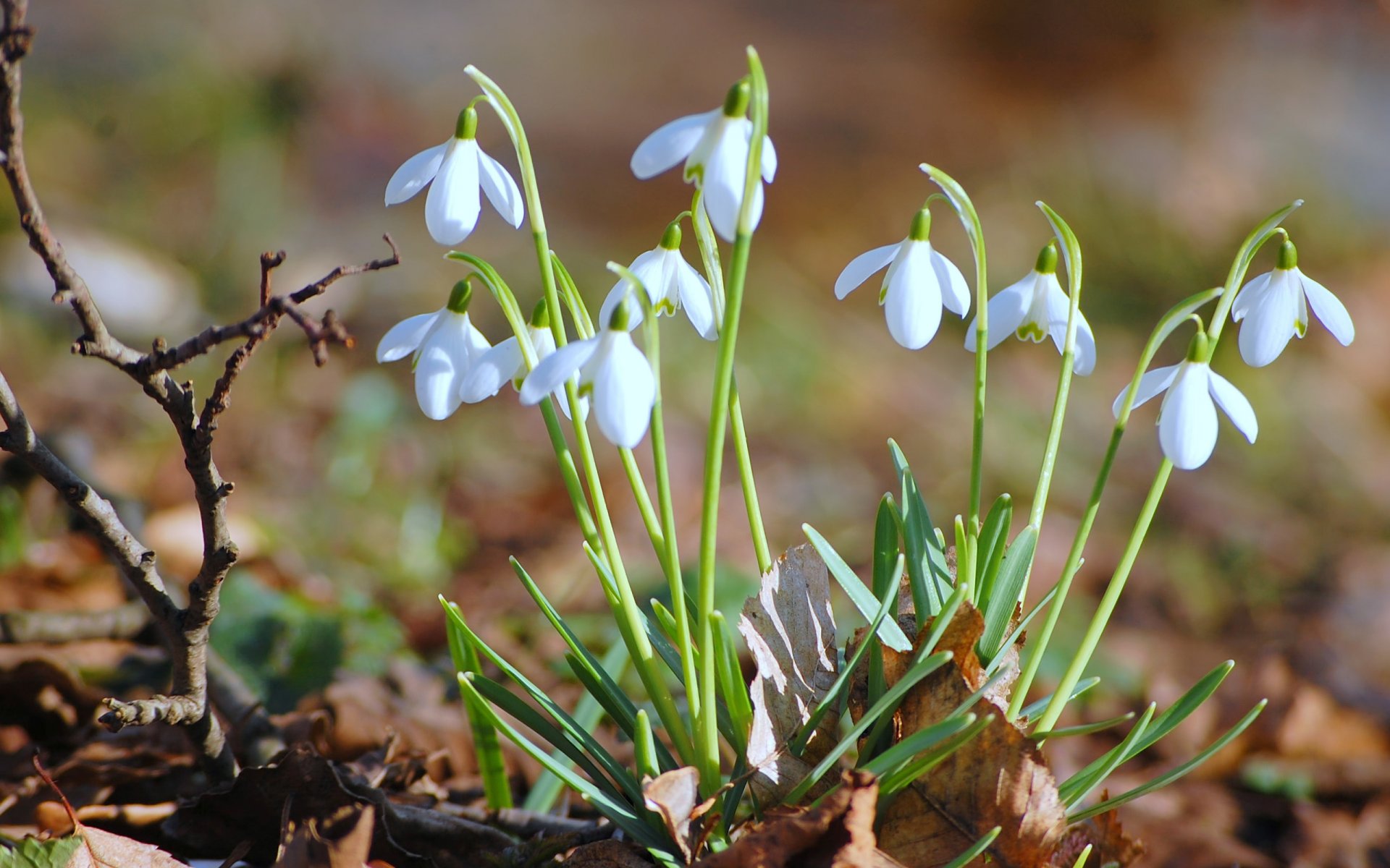 campanillas de invierno flores prímulas follaje seco hojas rama primavera macro