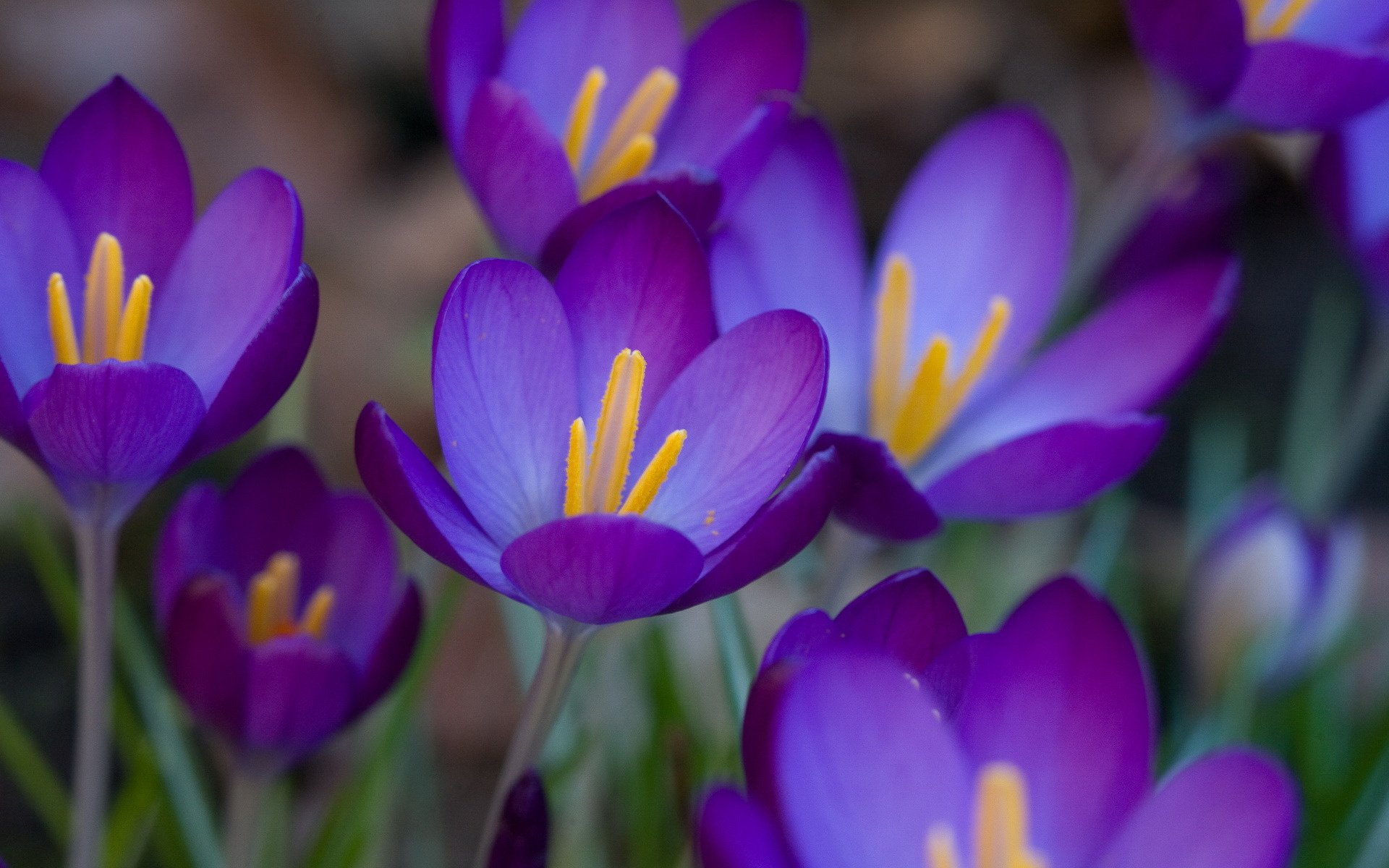 fleurs crocus primevère pourpre violet printemps gros plan champ