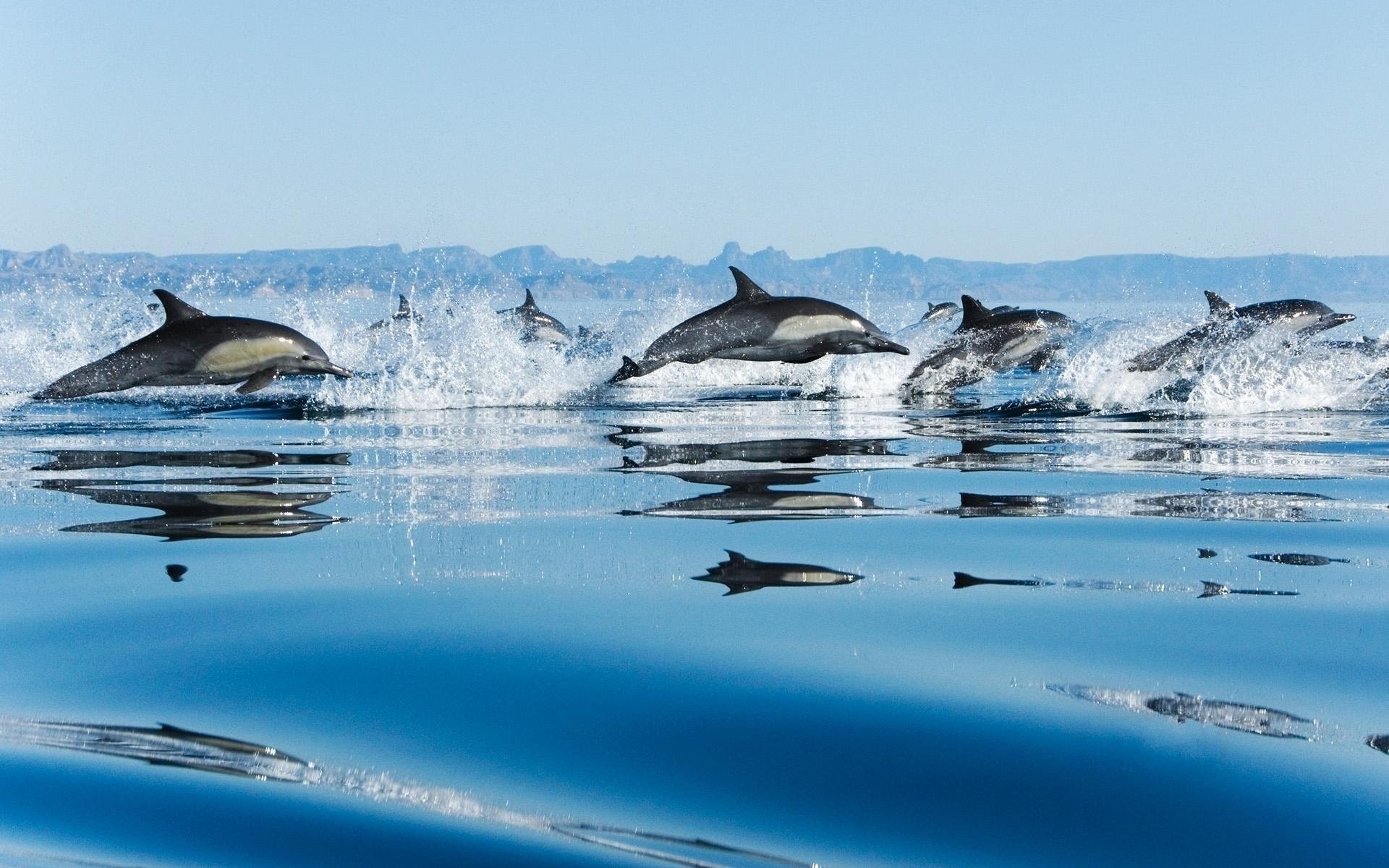 bandada delfines mar saltos salpicaduras gotas velocidad agua cielo aves acuáticas mundo submarino