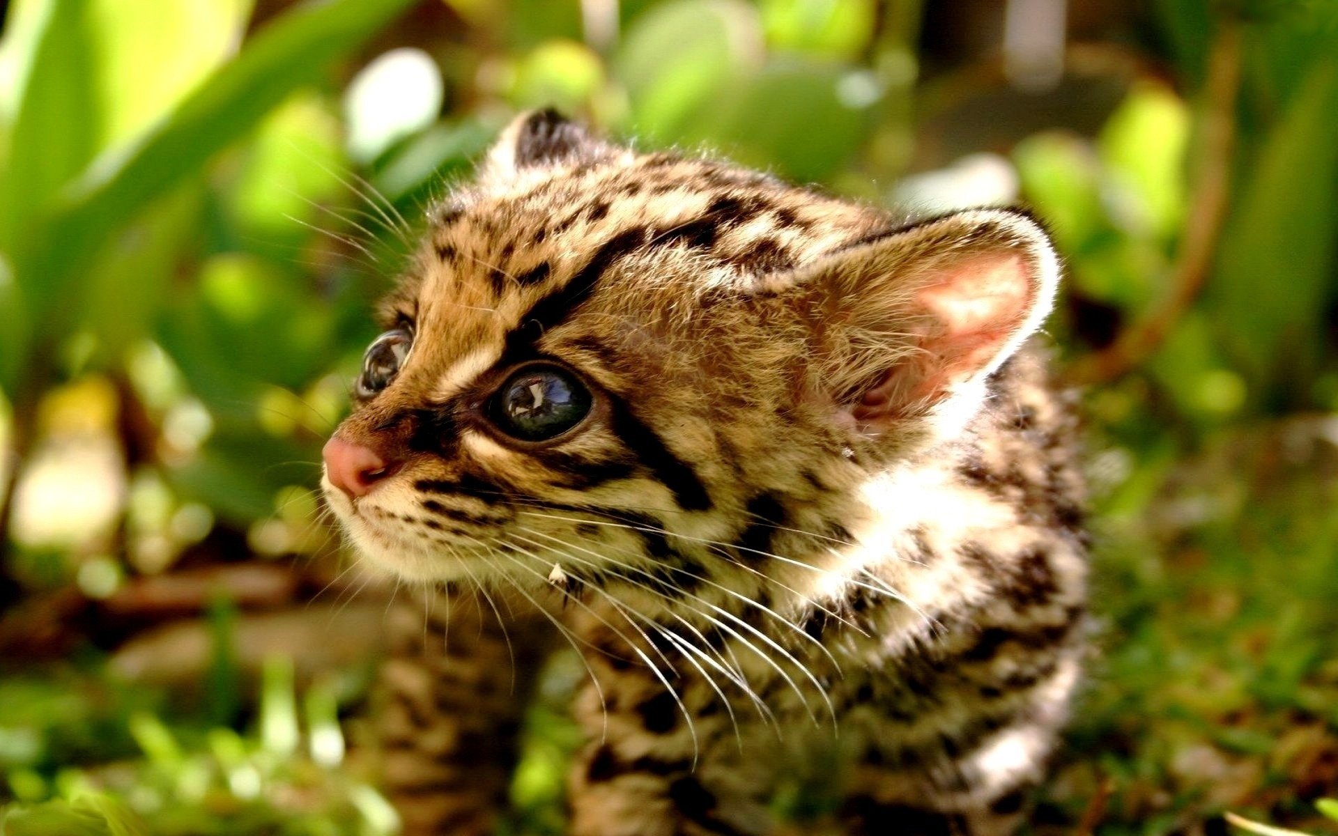 gepard kätzchen nahaufnahme fokus tiere katze augen blick