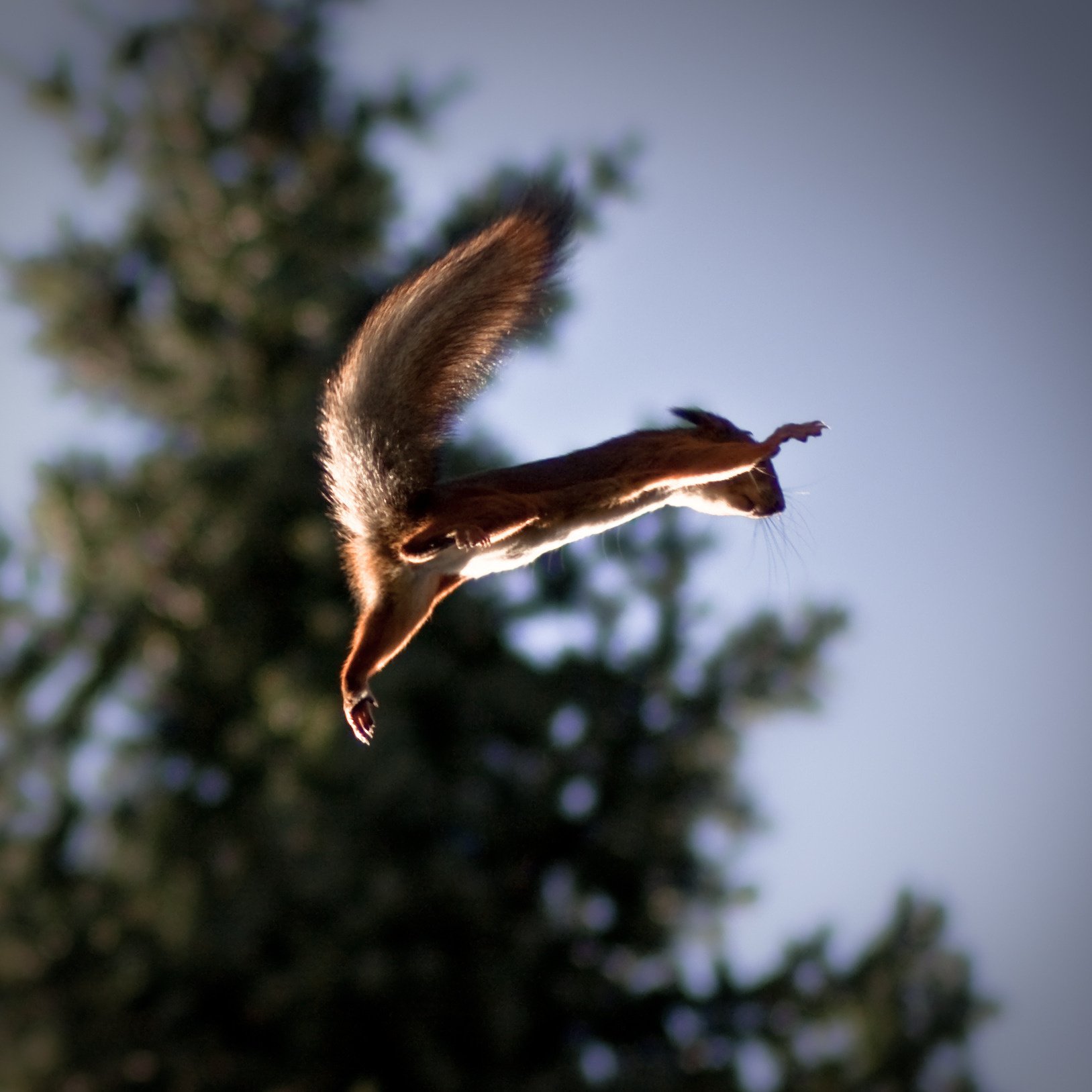 quirrel ardilla vuelo salto fondo cola cielo árbol velocidad