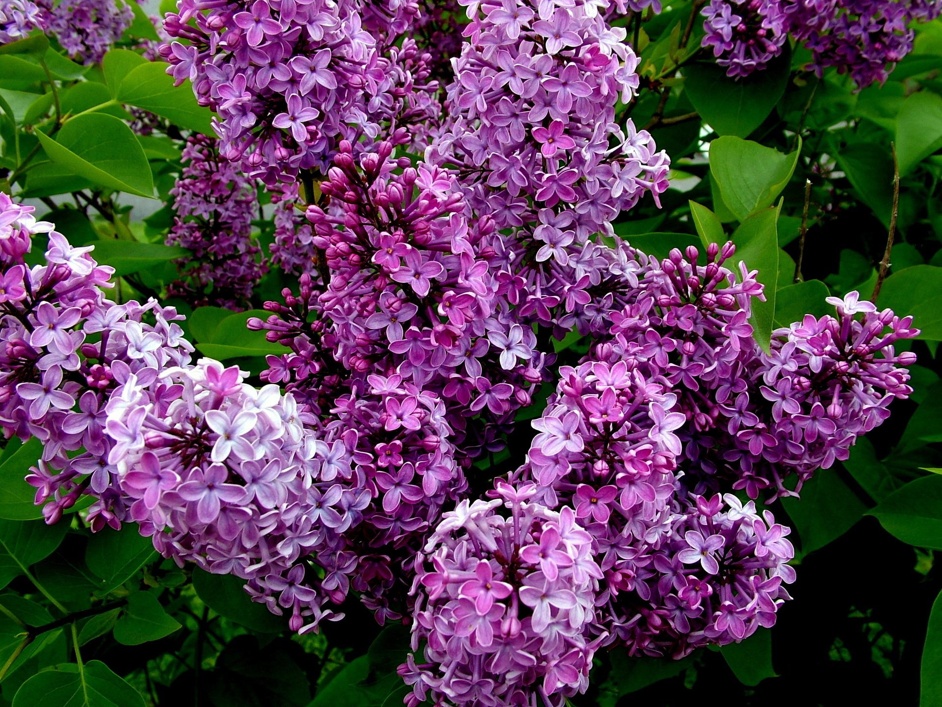 the bushes lilac flowering spring