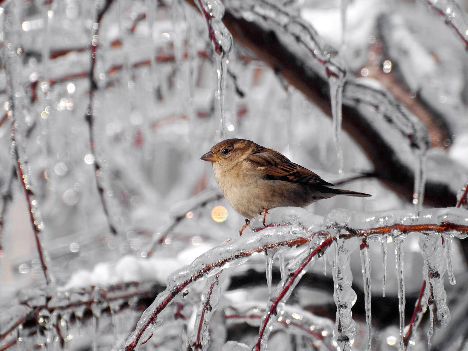 hiver chalod gel glace glaçons branches moineau oiseaux à plumes