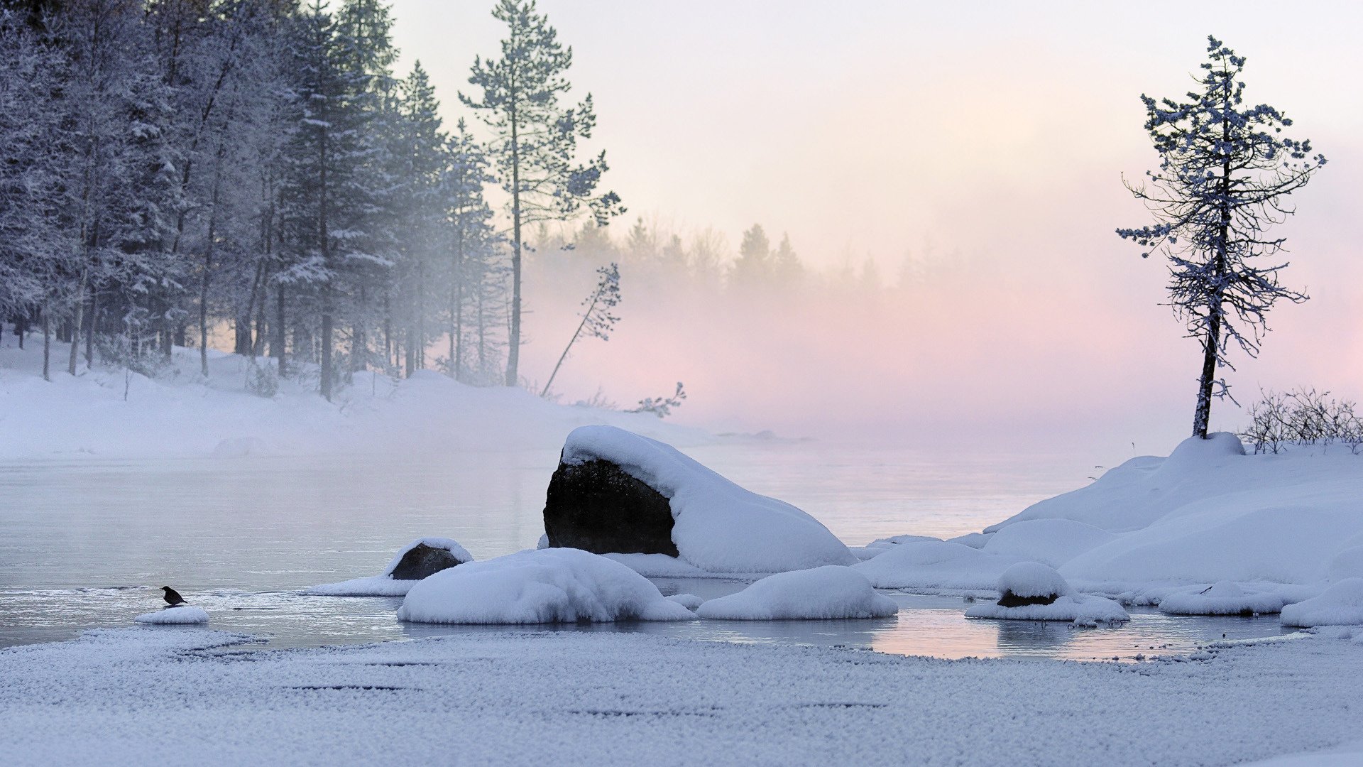 natura zaspa różowa mgła śnieg zima zimno śnieg las lód topnienie