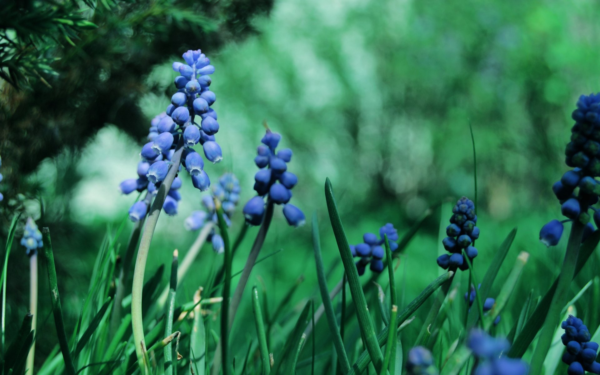 macro fiori erba muscari blu piante giardino verde colore verde ramo abbagliamento sfocatura elaborazione natura