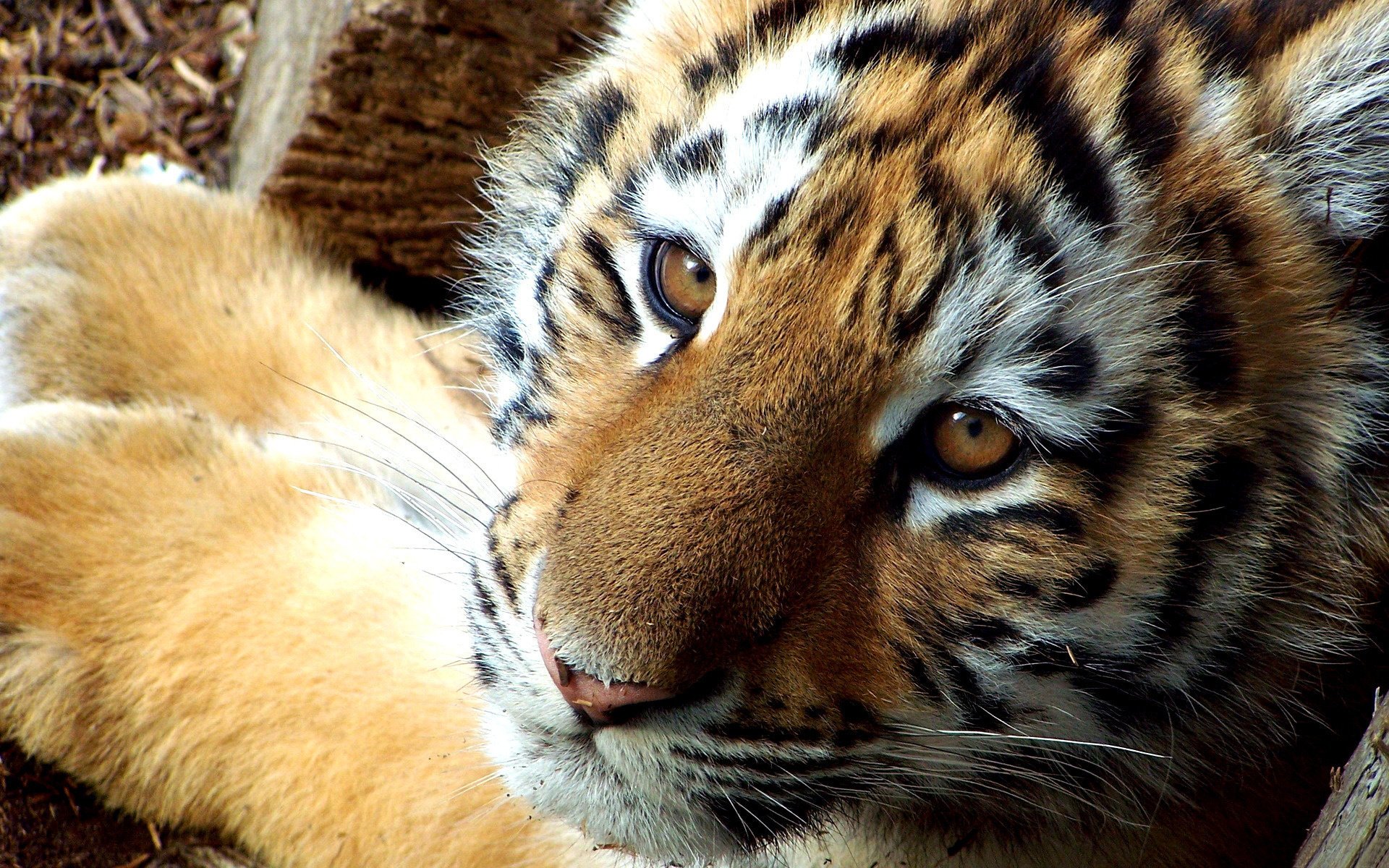 predatore tigre famiglia felina cucciolo di tigre testa muso occhi baffi colore strisce animali vista