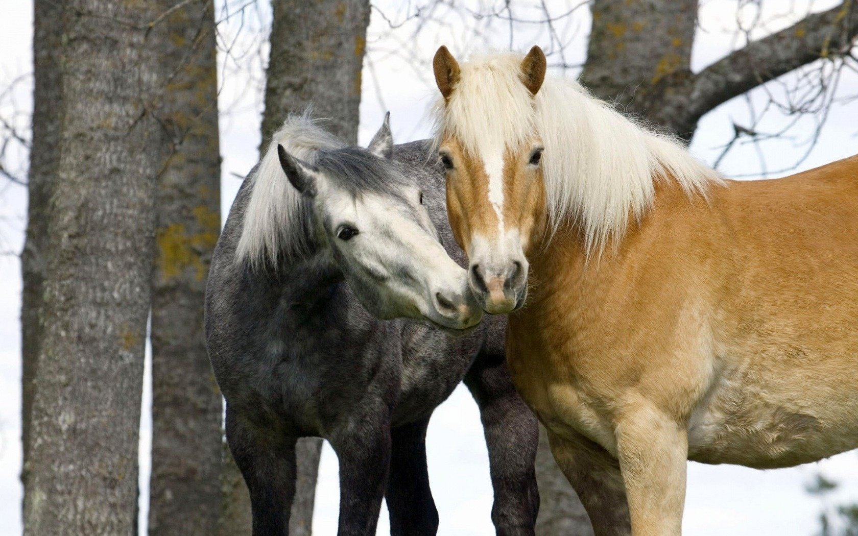 autumn horse pair tenderness ungulates trees grey nightingale