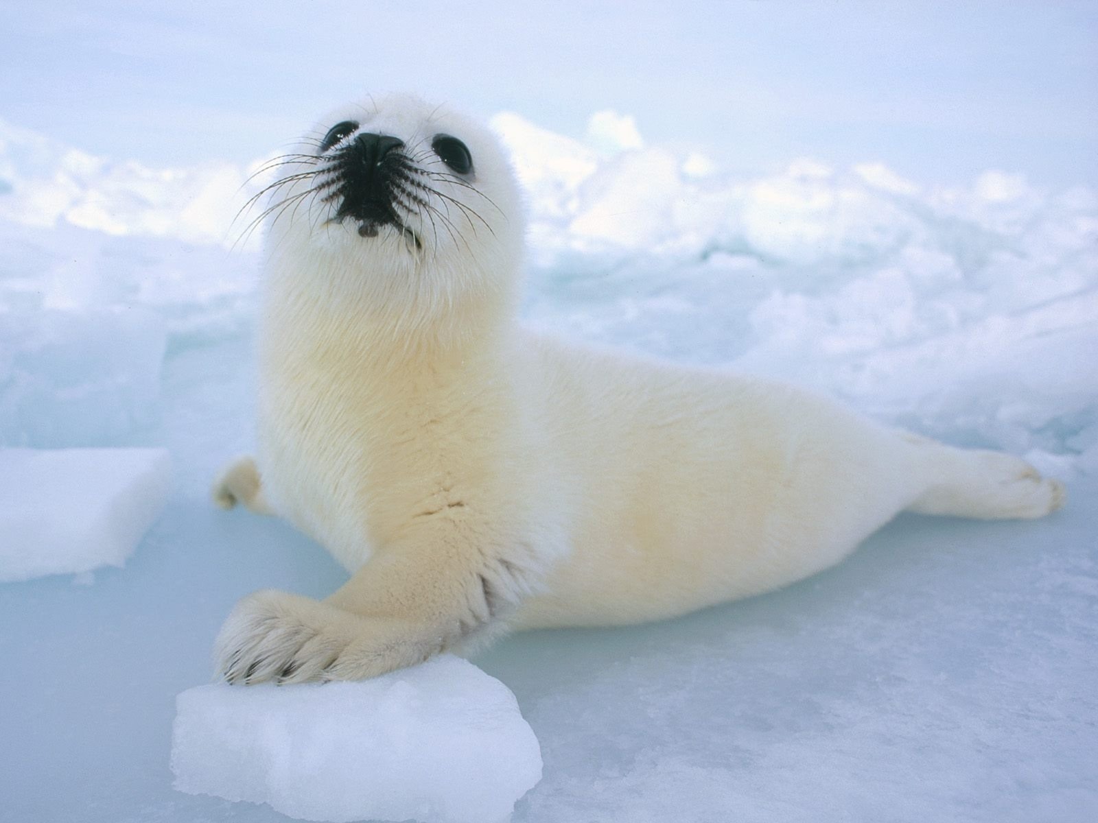 neve belek bambino foca animali sguardo curiosità baffi ghiaccio anfibi