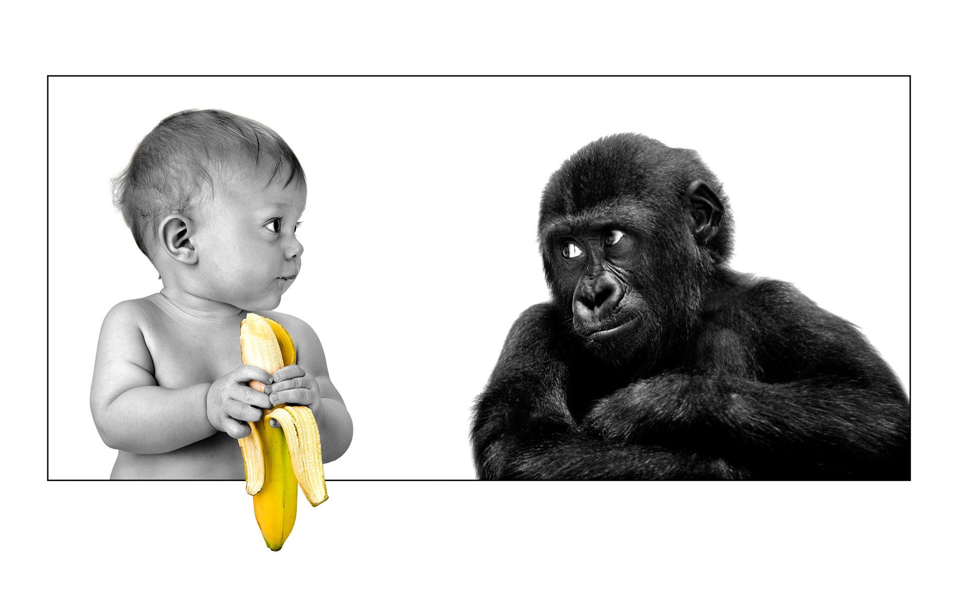 la persona gorilla amicizia banana colorata banana bambino scimmia cornice vista sorriso amicizia animali bambini