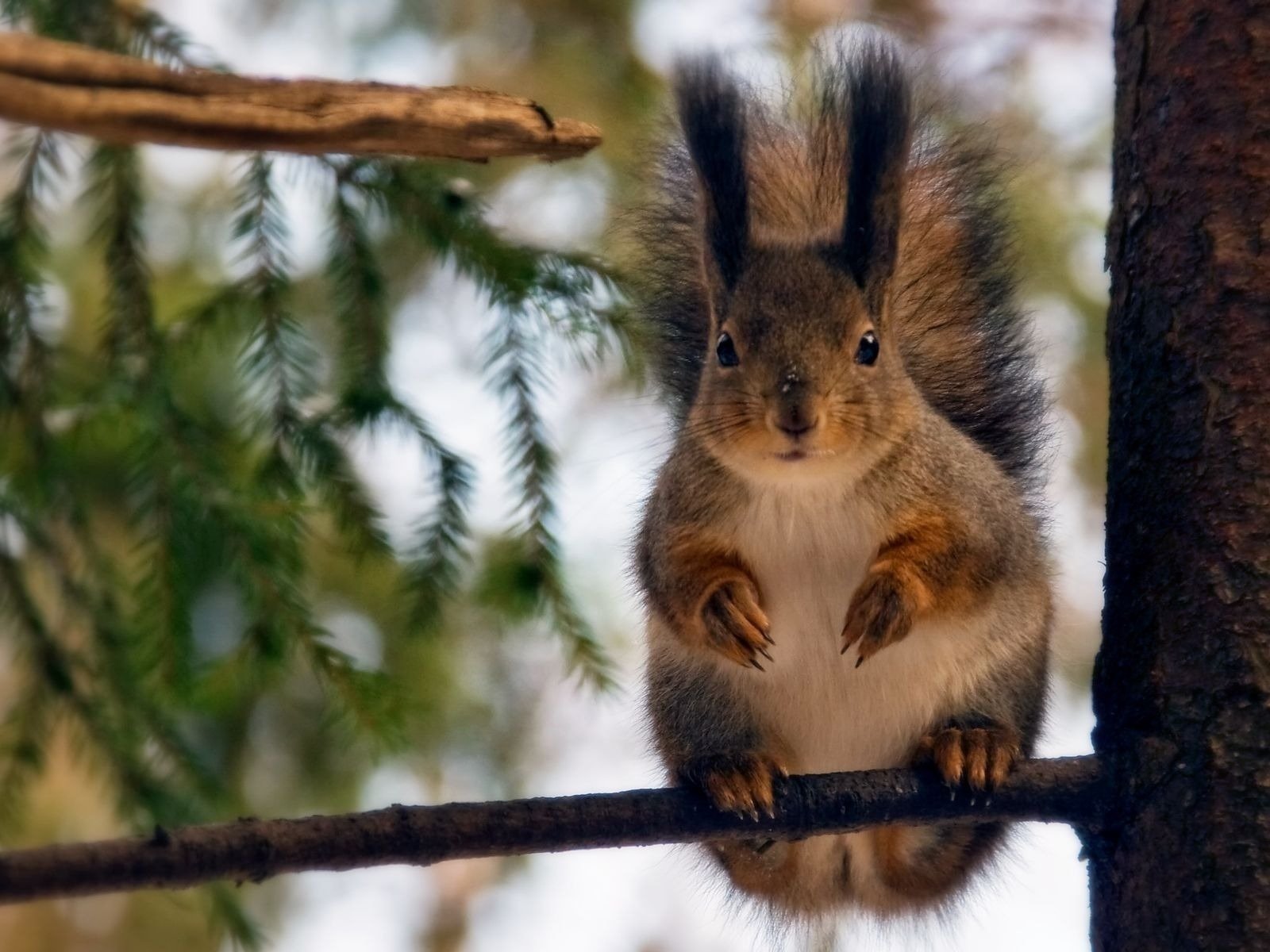 ardilla agujas bosque árbol naturaleza rama sonrisa curiosidad fondo vista patas nudo tronco