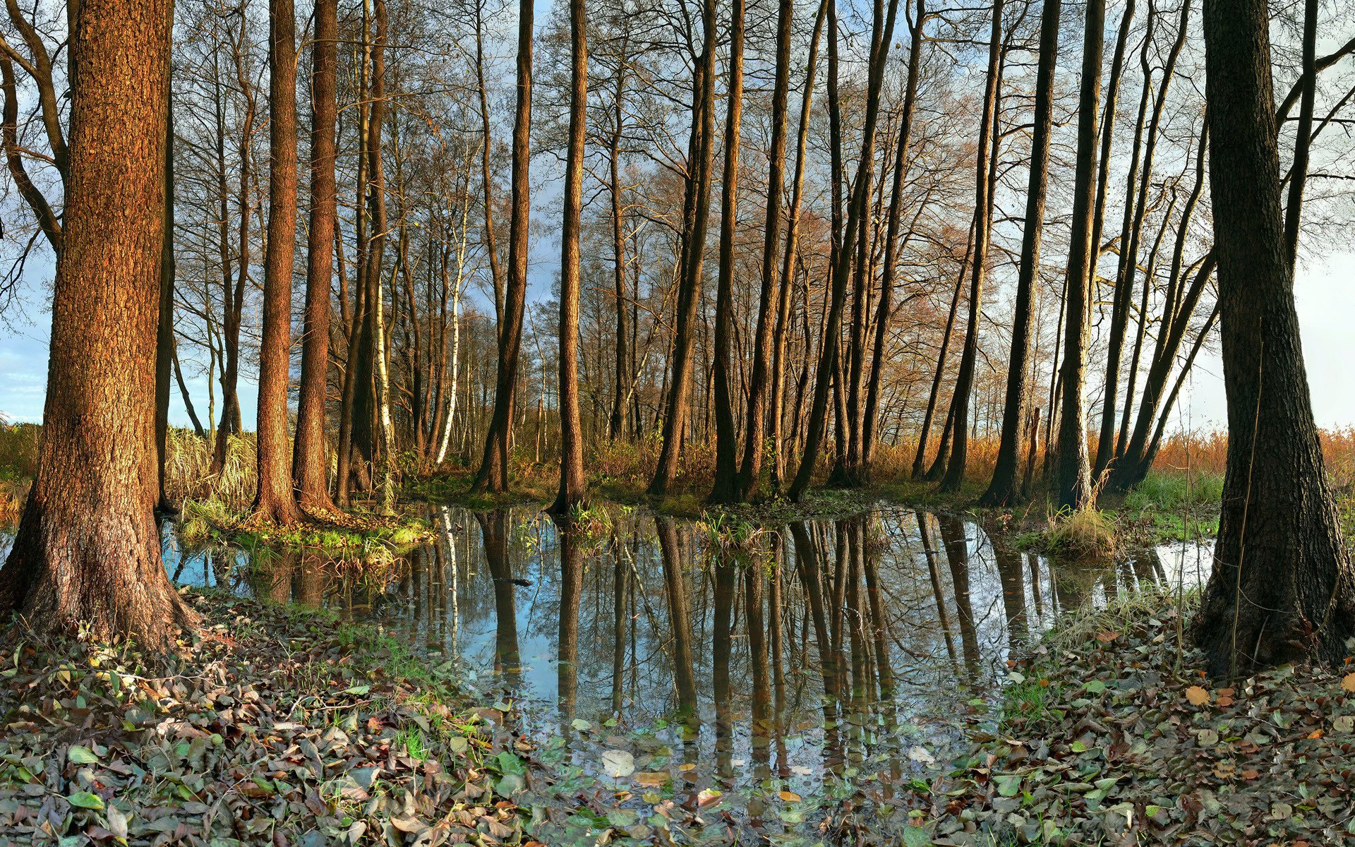 natur deutschland bäume wasser foto herbst blätter laub herbsttapete wald reflexion stämme