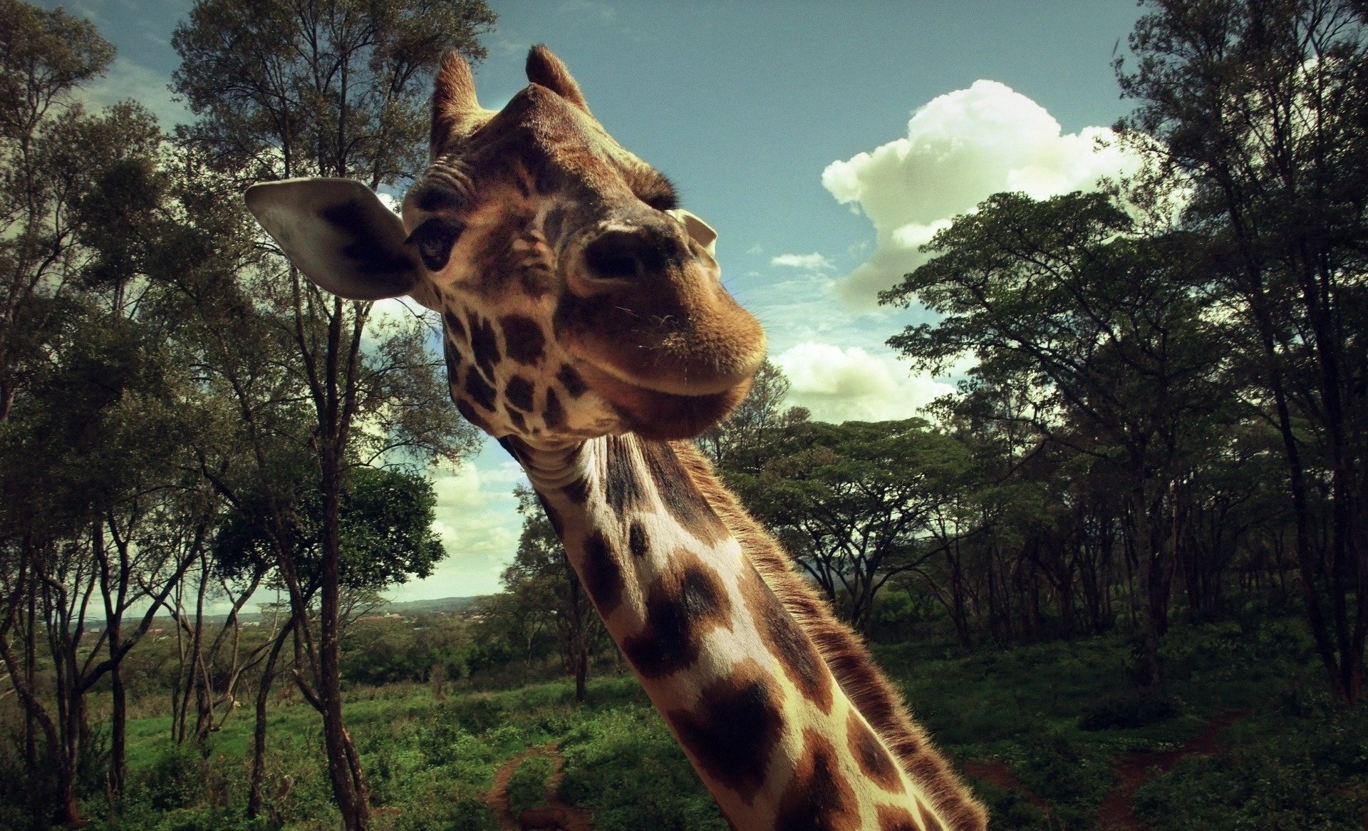 giraffe überraschung tier makro treffen hals freude huftiere