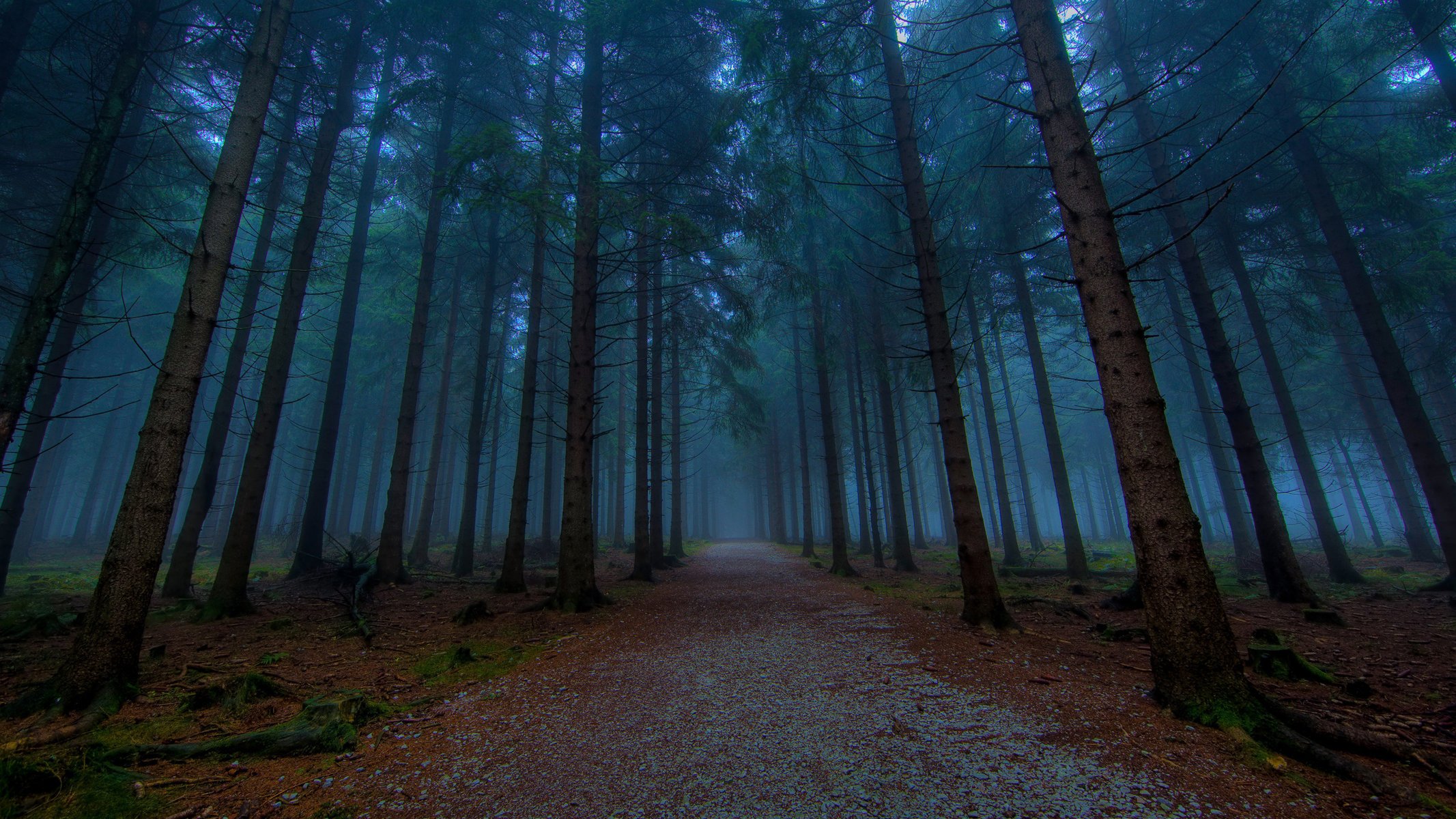 sfondi hd natura foresta albero alberi belle foto strada strade percorso sentiero sentieri vicoli vicolo sera