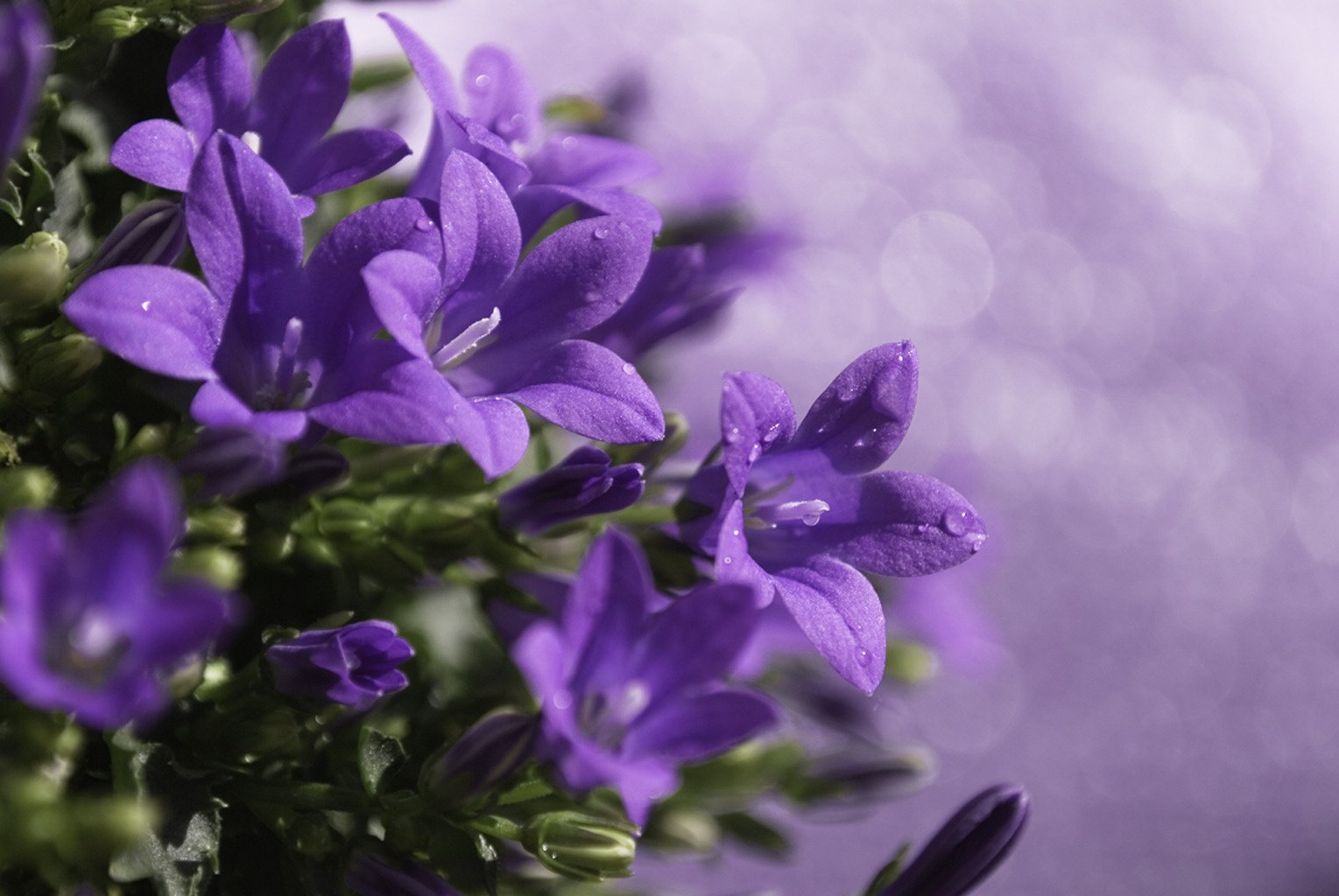 cloches fleurs violet lilas macro gouttes plante flou éblouissement traitement