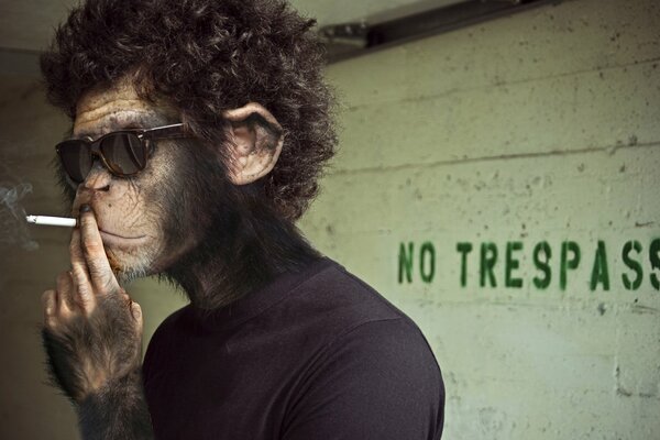 Paląca małpa w okularach