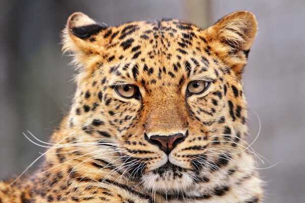 Mirada encantadora del leopardo