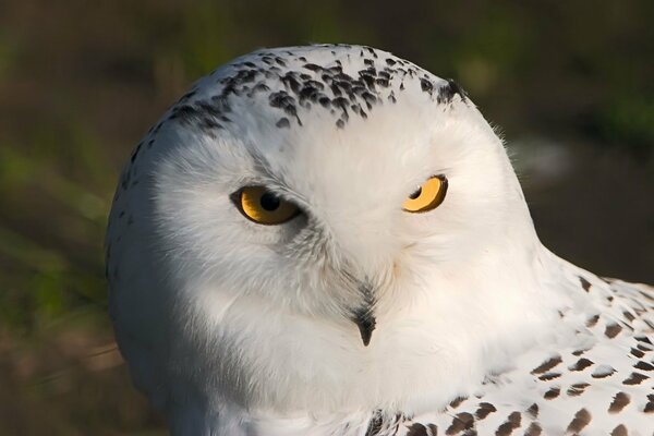 The keen gaze of the white owl