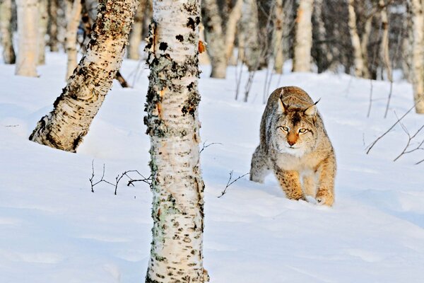 Un gato salvaje corre entre los abedules de invierno