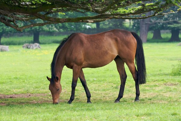 Un caballo marrón pastando en un campo bajo las ramas de los árboles