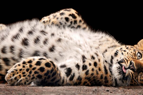 Leopardo peludo se encuentra en la parte superior del abdomen