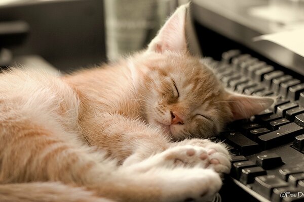 Cute kitten sleeping on the keyboard