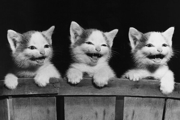 Schwarz-Weiß-Bild von Kätzchen hinter einem Zaun