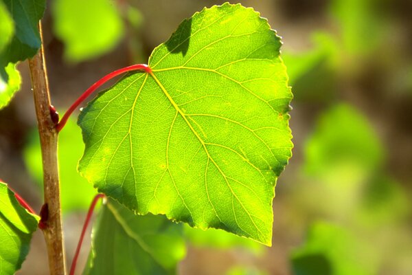 Feuille de tilleul de printemps au soleil