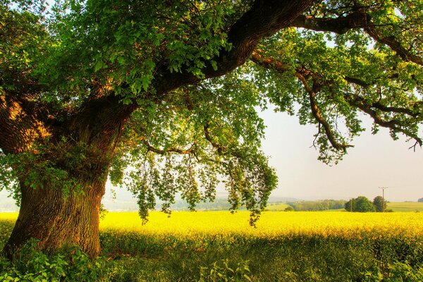 A lonely mighty oak tree on the field