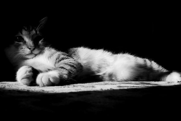 A kitten is lying on a black-and-white photo