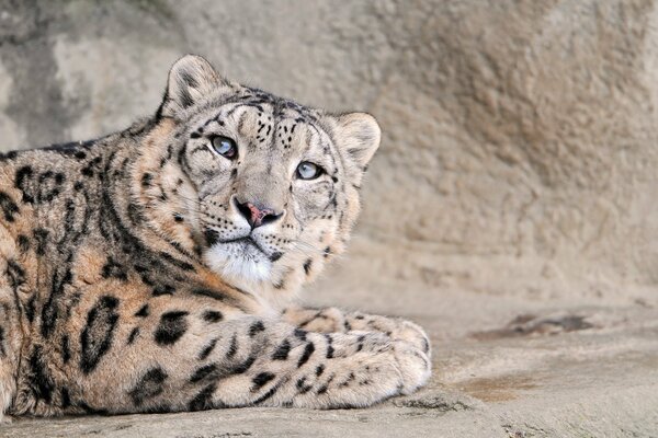 Leopardo de nieve de peluche relajado