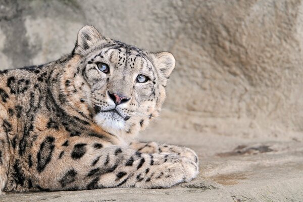 Раслабленный плюшевый снежный леопарл