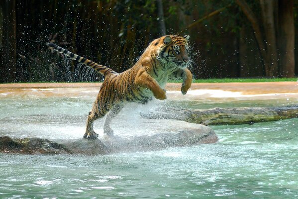The noble tiger is ready to jump into the water