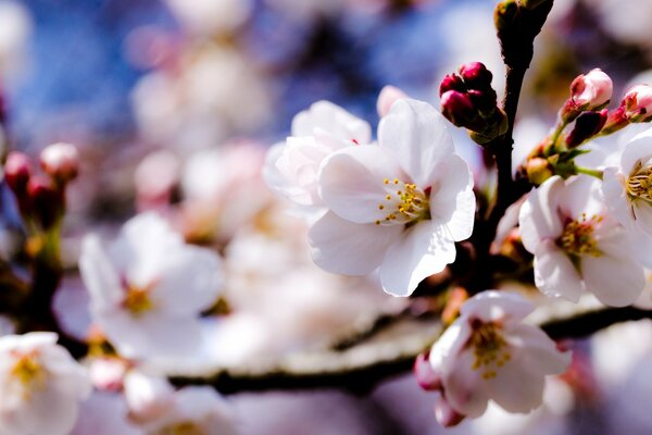 Apple trees with white flowers on branches in the spring sky