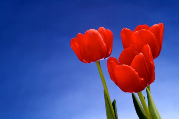 Three red tulips on a blue-gold background