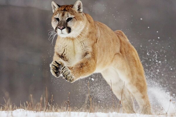 Jump of a big lynx on the background of snow cover