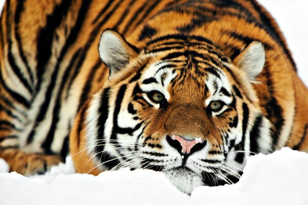 A tiger with a cat s eye lies on the snow