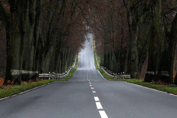 Asphaltstraße entlang des Herbstwaldes