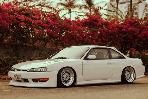 Red flowers and a white tuned nissan