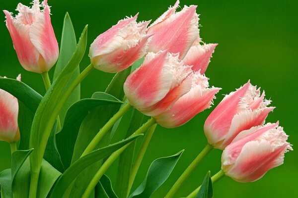 Tulipani di spugna rosa e bianco su sfondo verde