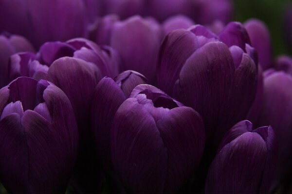 Blumenstrauß aus lila Tulpen auf dunklem Hintergrund