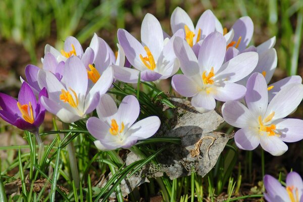 Wiosenne liliowe krokusy wokół kamienia