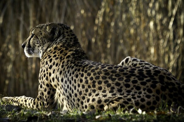 Cheetah from the back. Looks into the distance