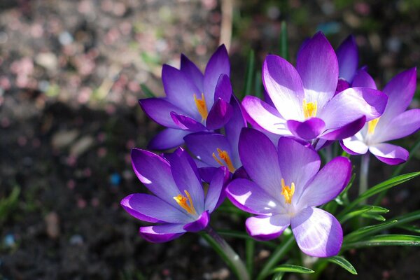 Macro printemps bouquet de Crocus primevère