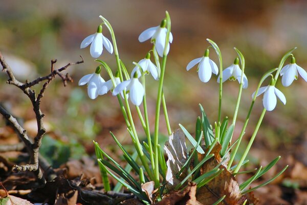 Las primeras flores de primavera son campanillas de nieve entre las hojas secas del año pasado