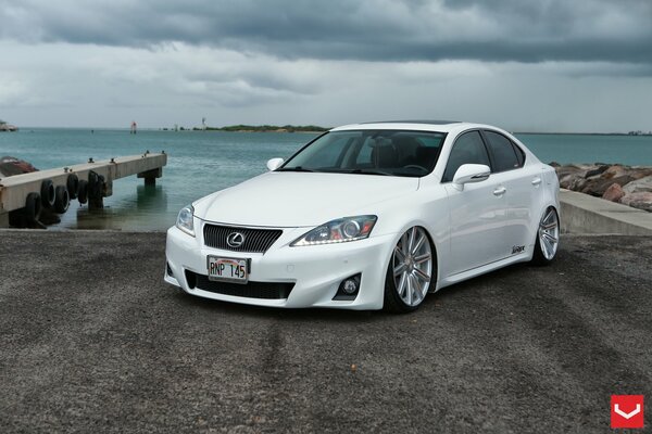 White exus, gs vossen on the background of the coast