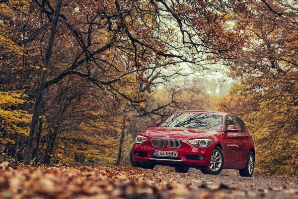 Red BMW under the arches of trees in the autumn forest