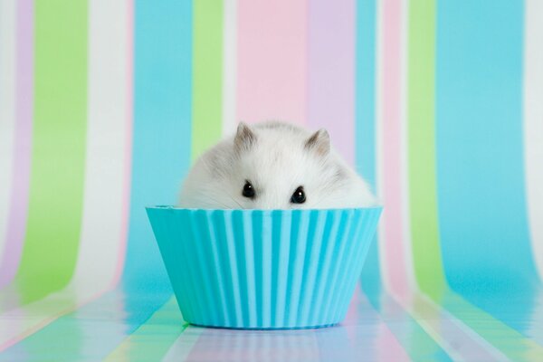 A white hamster hid in a basket on a delicate colored background