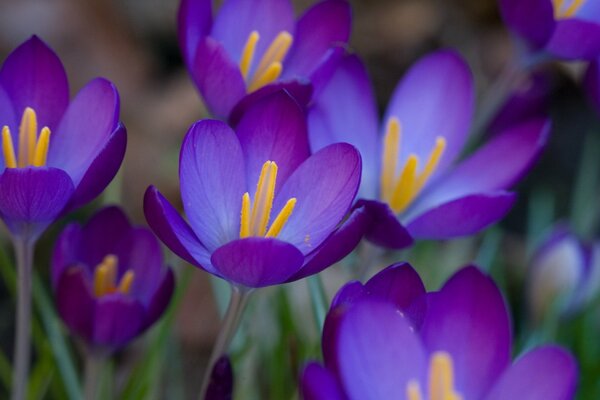 Crocus de printemps de couleur pourpre avec des moyens jaunes