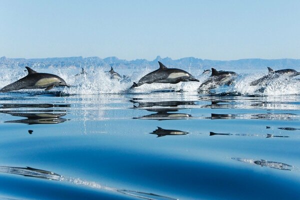 La superficie azul del agua y la natación de los delfines