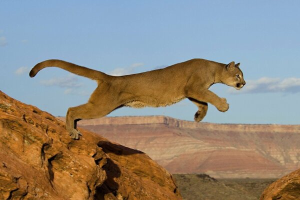 Powerful cougar soars in a jump over the rocks